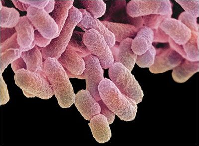 E. coli bacteria